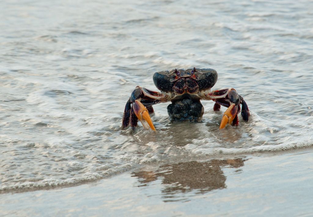 Providencia Black Crab