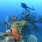 Scuba diving in Guanaja Island